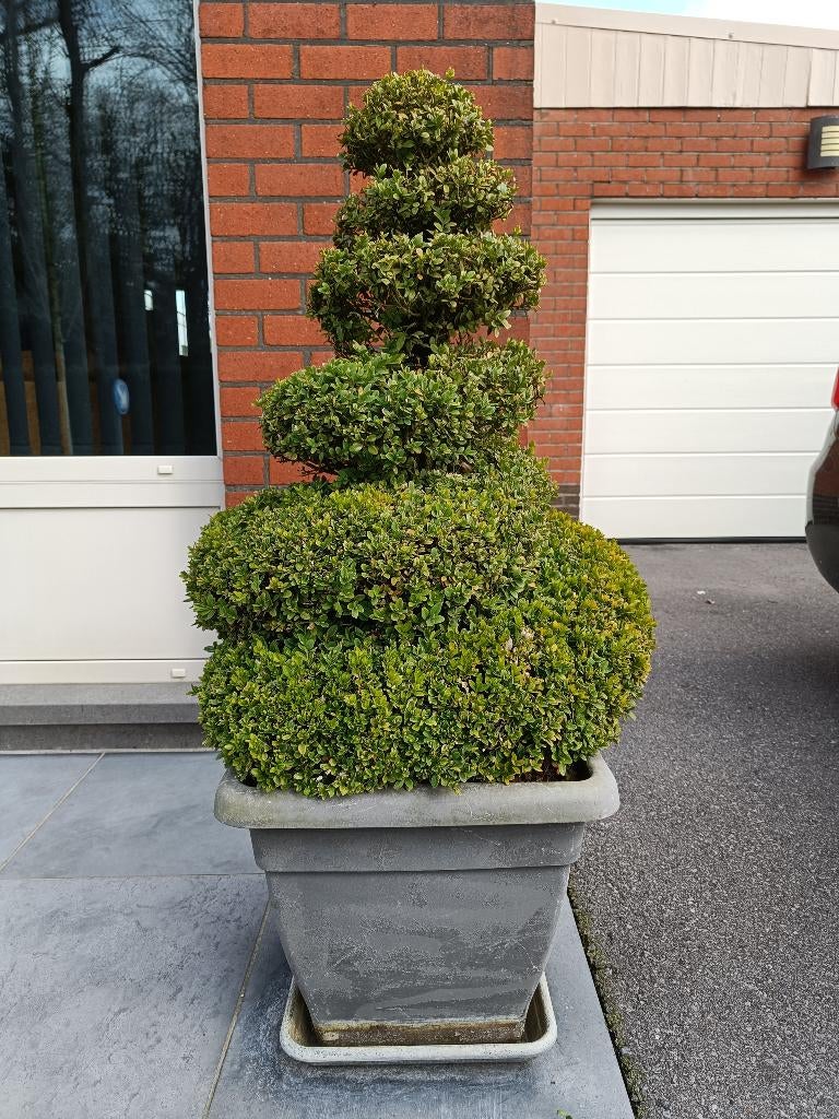 Buxus in sierpot, Ophalen, Gebruikt