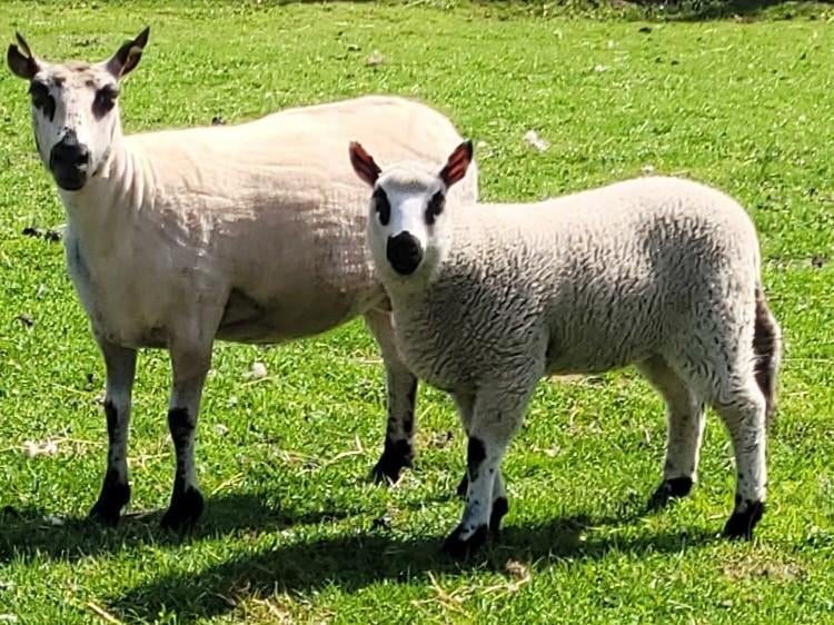 De lammetjes kerry hill die te koop