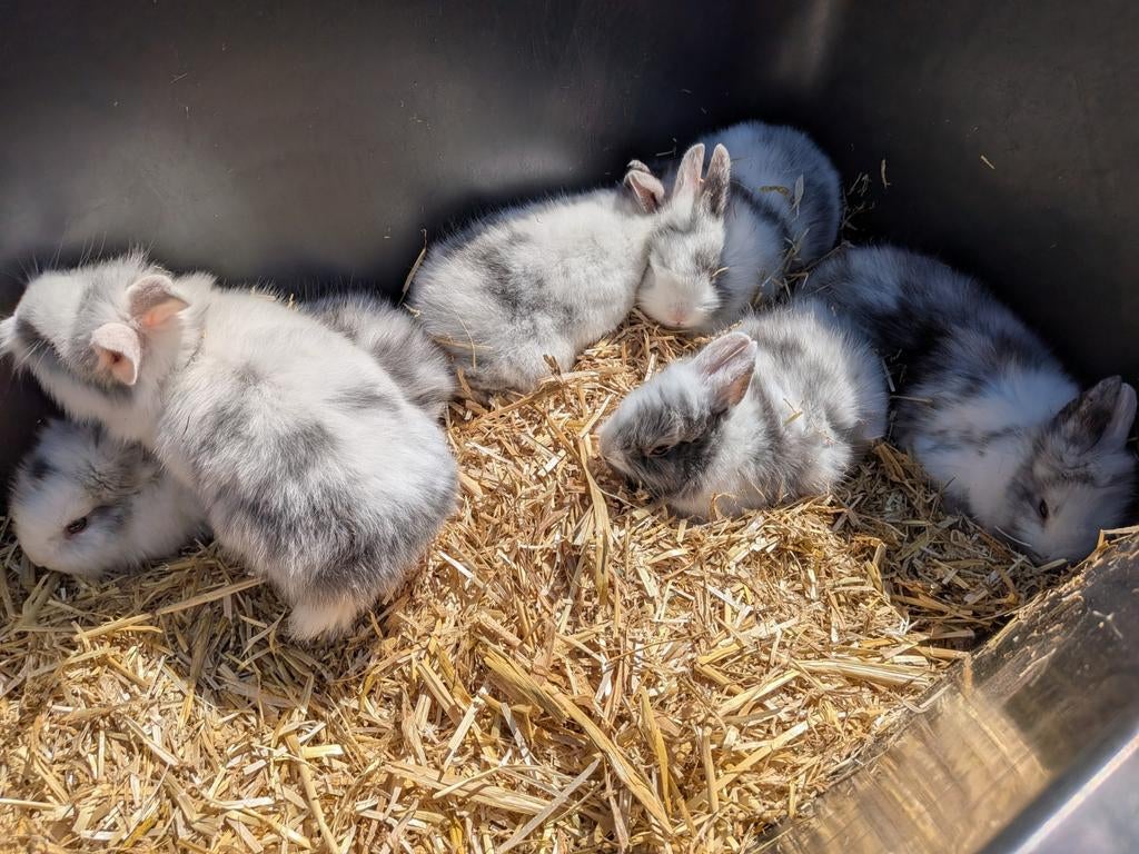 Konijnen, Dieren en Toebehoren, Knaagdieren, Februari, Meerdere dieren, Overige typen