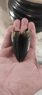 lot de sabots de cerfs de Virginie, Enlèvement ou Envoi