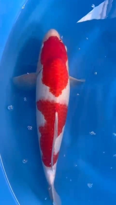 VHQ Japanse koi kohaku, Dieren en Toebehoren, Karper of Koi