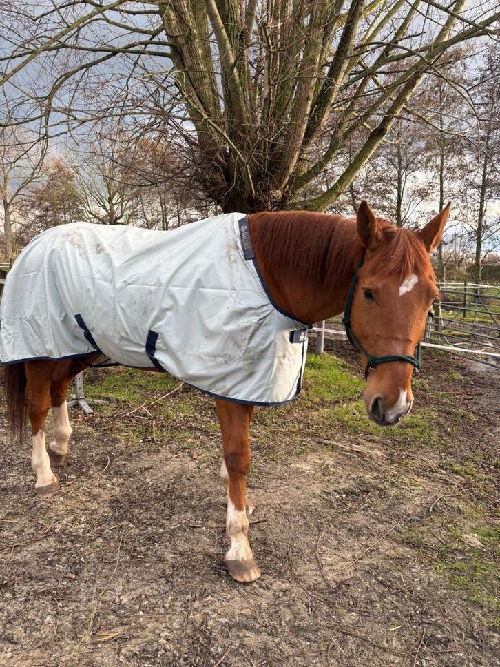 Bruikleen /ter adoptie, Dieren en Toebehoren, Paarden, Ruin