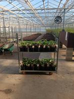 Rabarber planten in 3 l pot, Ophalen