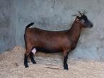 2jarige bruine dwerggeit met gecastreerd boklam, Dieren en Toebehoren