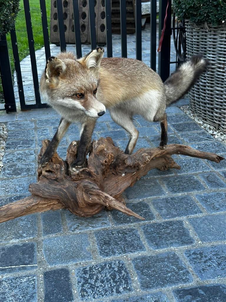 Vos taxidermie, Enlèvement