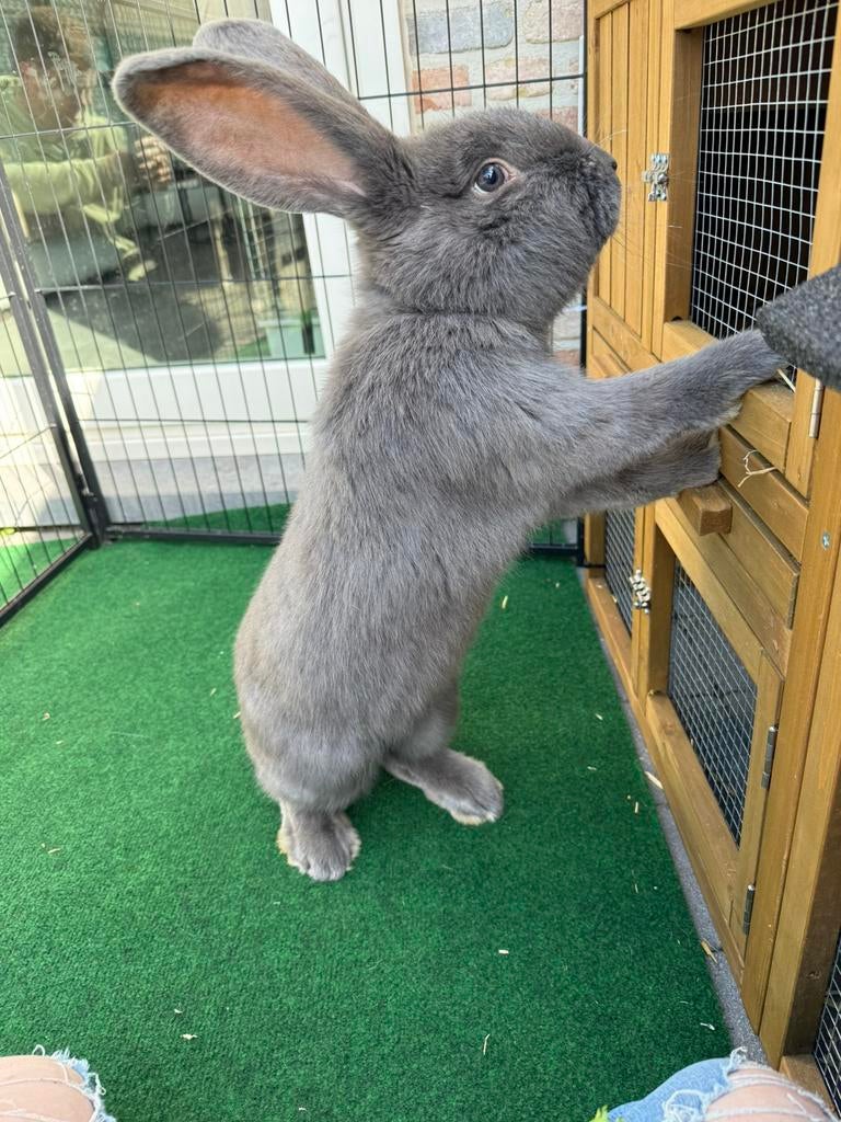 Vlaamse reus ram, Mannelijk, Groot, 0 tot 2 jaar