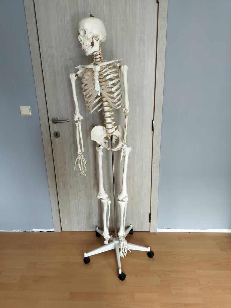 Levensgroot skelet. Ideaal voor studenten., Hobby & Loisirs créatifs, Matériel scolaire, Enlèvement