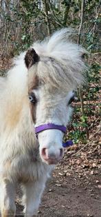 Étalon à cheval BMP Mini., Étalon, Poney de récréation, Avec pedigree, 0 à 2 ans