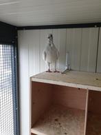 Italiaanse meeuwtjes, Animaux & Accessoires, Oiseaux | Pigeons