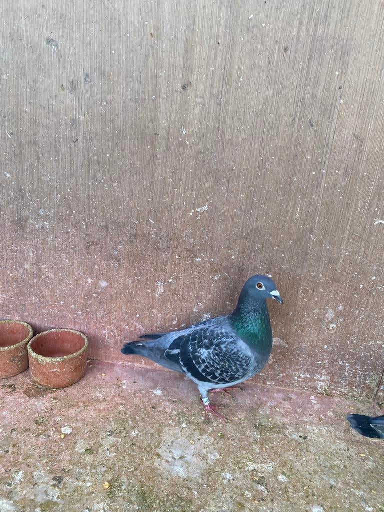 Duivin 2025, Dieren en Toebehoren, Vrouwelijk, Postduif