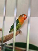 Agapornis Fischeri jong, Sexe inconnu, Perroquet nain ou Inséparable, Domestique