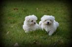 Chiots Bichon maltais nain, Chien (mâle), Belgique, Bichon maltais, Plusieurs