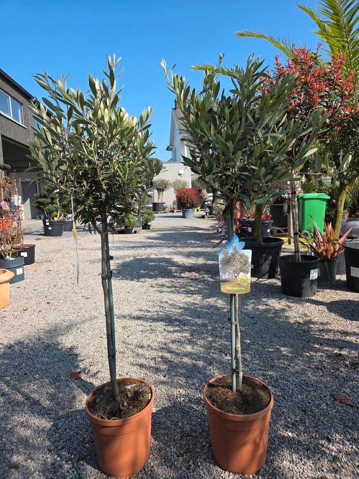 Olijfboom Olea Europaea, Tuin en Terras, Planten | Bomen, Ophalen