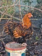 Orpithons zwart goud gezoomd ( enkel hanen ), Dieren en Toebehoren, Pluimvee, Mannelijk, Kip