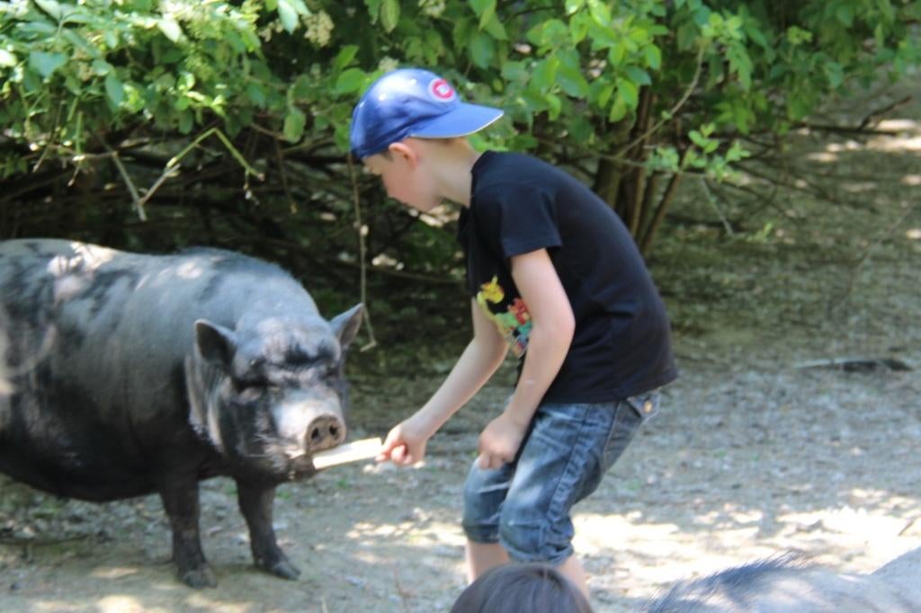 🎉 Anniversaire enfant avec rapace et animaux 🦅, Enlèvement, Neuf