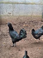 Ayam cemani haan, Dieren en Toebehoren, Mannelijk, Kip