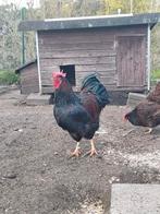 Barnevelder haan 2025, Dieren en Toebehoren, Pluimvee, Mannelijk, Kip