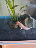 Axolotle te koop