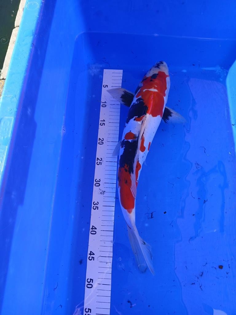Japanse koi, Dieren en Toebehoren, Vissen | Vijvervissen