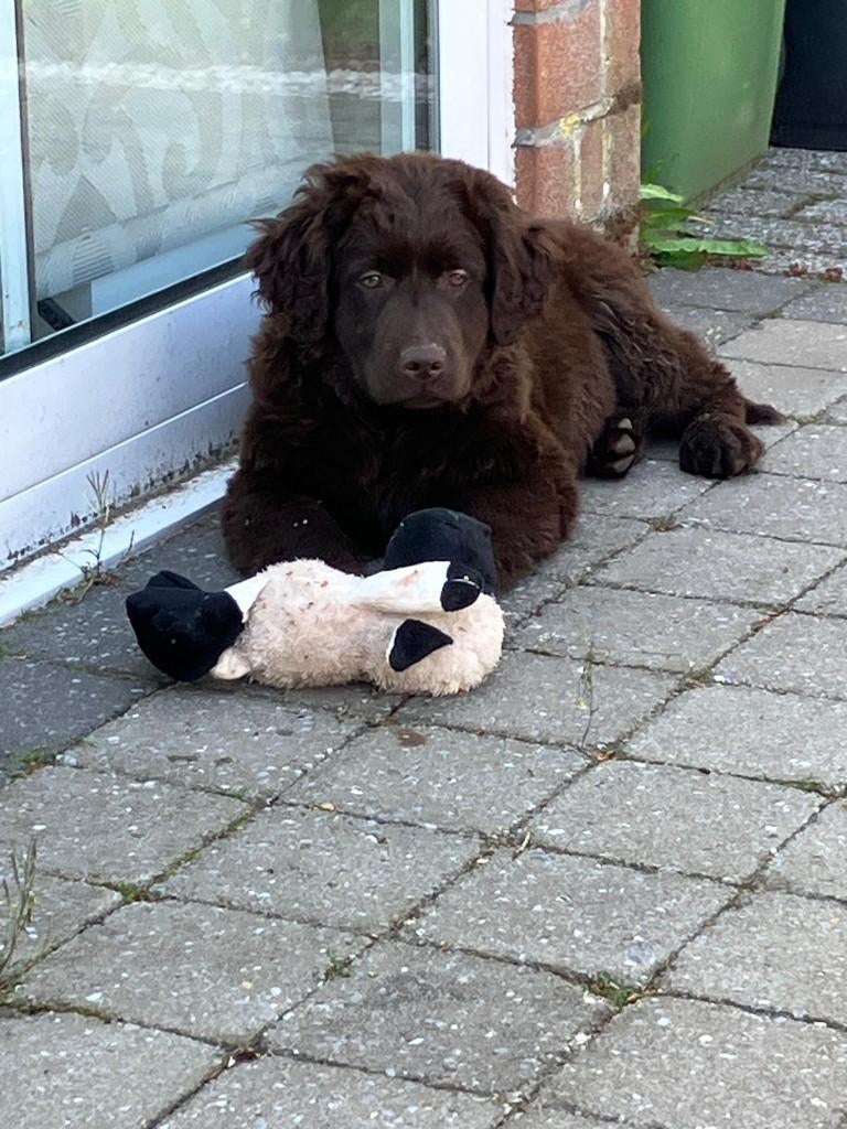 labrador pup met een vleugje toller, ouders zijn aanwezig, Parvo, België, 8 tot 15 weken, Teef