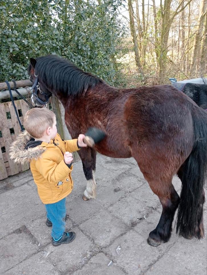 7 jarige Welsh a ruin, Dieren en Toebehoren, Pony's, Ruin, Niet van toepassing, A pony (tot 1.17m), 7 tot 10 jaar, Met stamboom