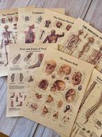 7 Posters Menselijk Lichaam - Anatomie - Geneeskunde Skelet, Ophalen of Verzenden, Natuur en Biologie