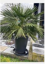 Palm boom en elho pot, Tuin en Terras, Ophalen, In pot, Palmboom, 100 tot 250 cm