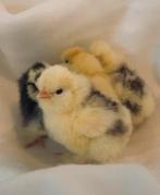 usa zijdehoender kuikentjes, Dieren en Toebehoren, Pluimvee, Geslacht onbekend, Kip