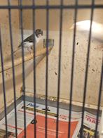 2 kanarie poppen, Dieren en Toebehoren