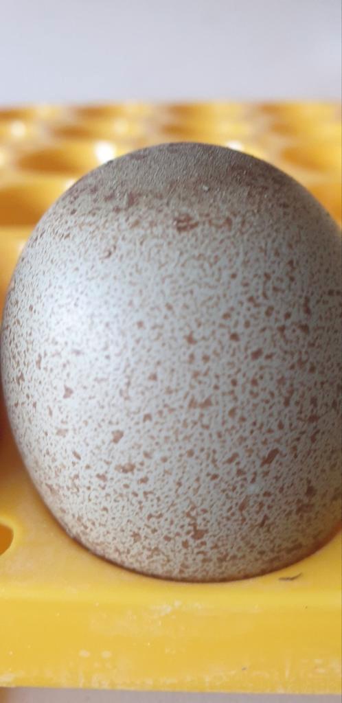 Groenlegger hennen🤎💙🩵💚💜, Dieren en Toebehoren, Pluimvee