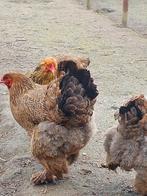 Broedeieren brahma, Geslacht onbekend, Kip