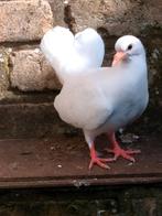 Pauwstraat duifjes., Plusieurs animaux, Autres espèces