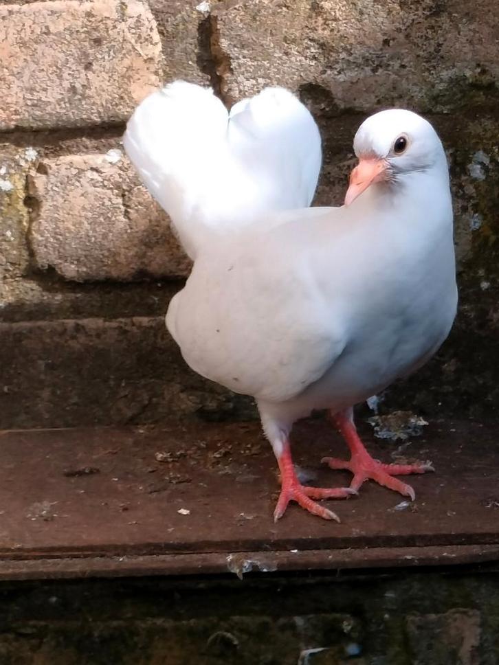 Pauwstraat duifjes., Animaux & Accessoires, Oiseaux | Pigeons, Autres espèces, Plusieurs animaux