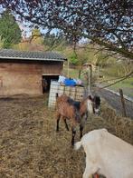 Chévre a lait, Janvier, Femelle