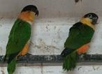 Zwartkop caique pop, Vrouwelijk, Papegaai, Geringd
