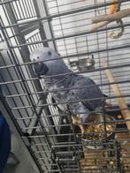 Gris du gabon avec cage et nourriture, Animaux & Accessoires, Femelle, Perroquet, Parleur