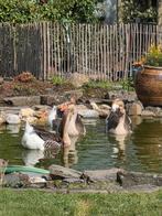 Twee mannetjes ganzen zoeken een nieuwe thuis. Regio Wellen., Dieren en Toebehoren, Pluimvee