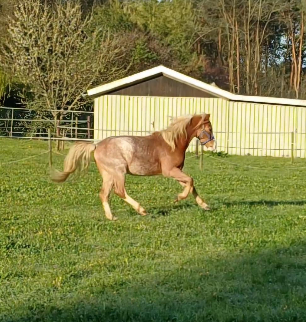 Welsh ruin 2 jaar met afstammeling, Animaux & Accessoires, Poneys, Poney B (1.17 m à 1.27 m), Hongre, Ne s'applique pas, 0 à 2 ans