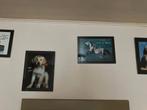 poster incluis kader – hond – paard - A4 formaat, Verzamelen, Ophalen of Verzenden, Zo goed als nieuw
