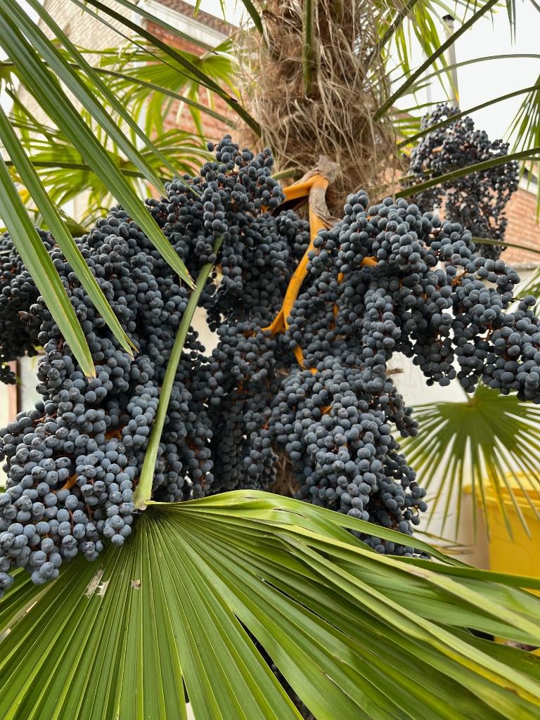 Gratis palmenzaad van winterharde palmboom Trachycarpus, Ophalen, Halfschaduw