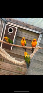 Bewezen koppel zonparkieten, Dieren en Toebehoren, Meerdere dieren, Parkiet, Geringd