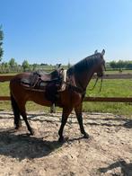 Westernzadel Triple Horn Quarter, Ophalen, Western