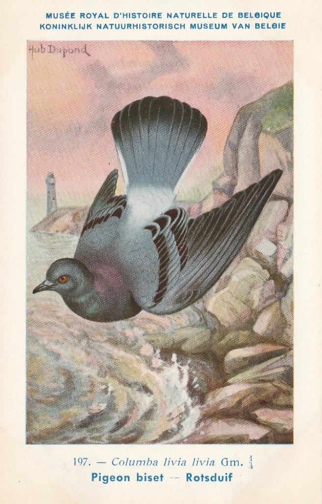 ROTSDUIF, Verzamelen, Postkaarten | Dieren, Verzenden, Ongelopen, Vogel