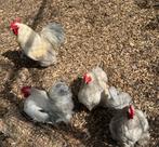 Haantje, Dieren en Toebehoren, Pluimvee