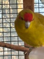 Kakariki, Femelle, Bagué