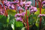 Schoenlappersplant (  Bergenia ), Tuin en Terras, Planten | Tuinplanten, Ophalen, Bodembedekkers, Volle zon, Vaste plant