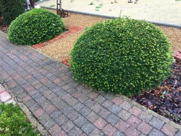 2 dikke , opgesnoeide Taxusbollen diameter 120 cm beschikbaar voor biedingen