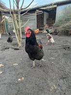 Jonge haan lente 2025 easteregger, Dieren en Toebehoren, Pluimvee