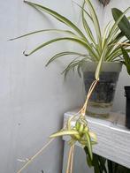 Plant, Tuin en Terras, Bloembollen en Zaden, Ophalen