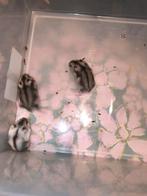 Russische dwerghamsters, Janvier, Plusieurs animaux, Hamster